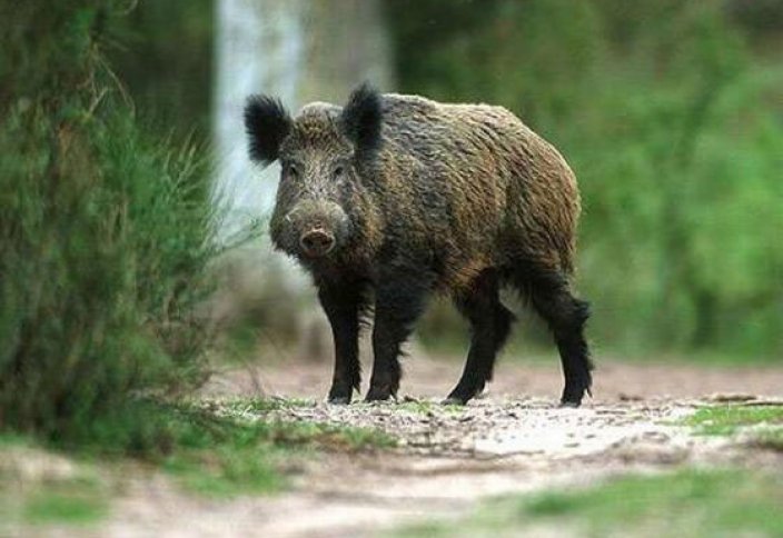 Қостанай облысында қос қабан атып алған браконьер ұсталды