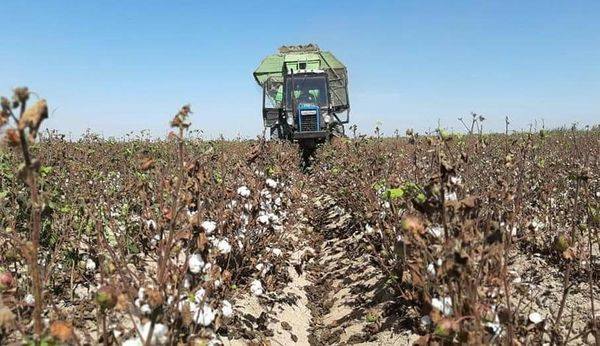 Жетісайда мақта терім науқаны басталды