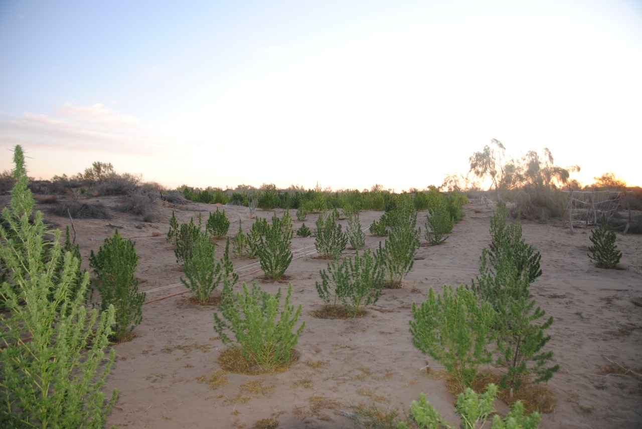 Қызылордада екі ірі есірткі алқабы анықталды