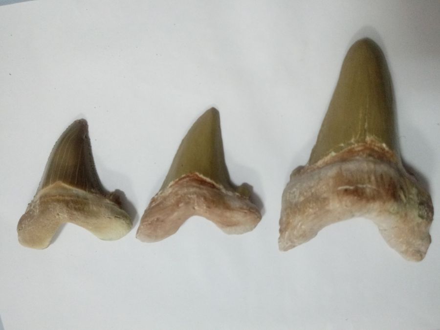 Отодус акуласының тісі