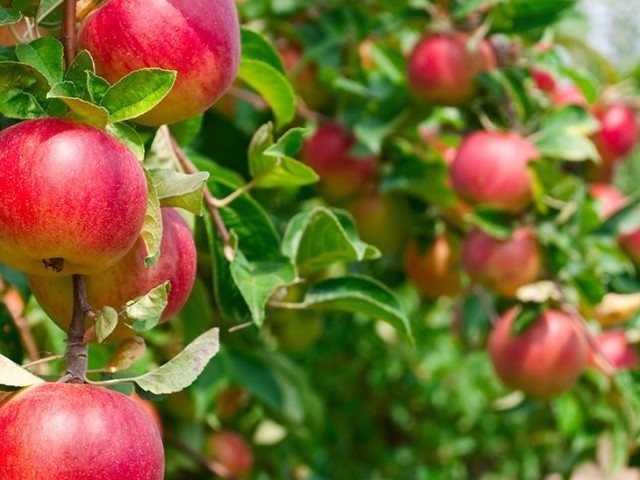 Жеміс ағашындағы вирусты анықтайды