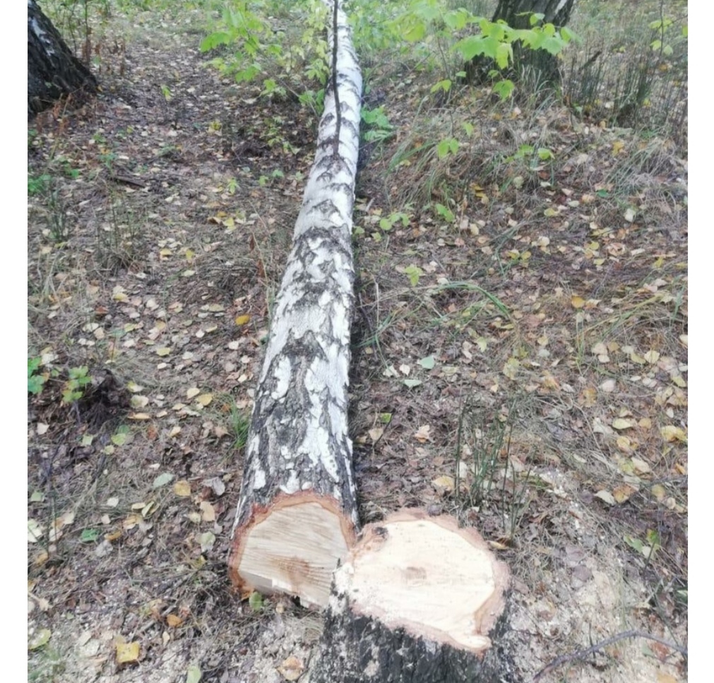 Ақ қайыңдарға аямастан қол салған