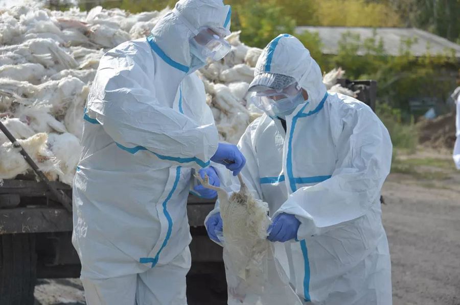 Құстар неден қырылды?