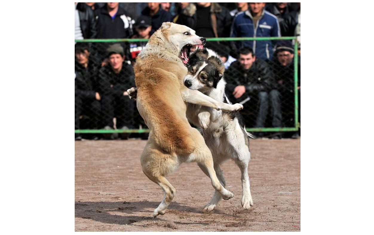 Жануарларға жасалатын қиянат азаймай тұр