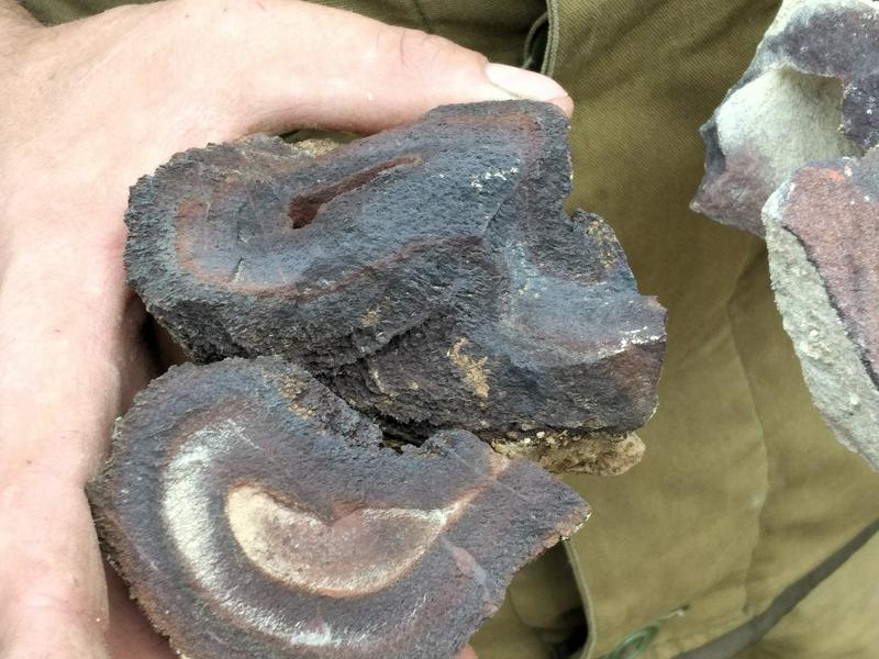 Семей маңынан ежелгі орманның орны табылды