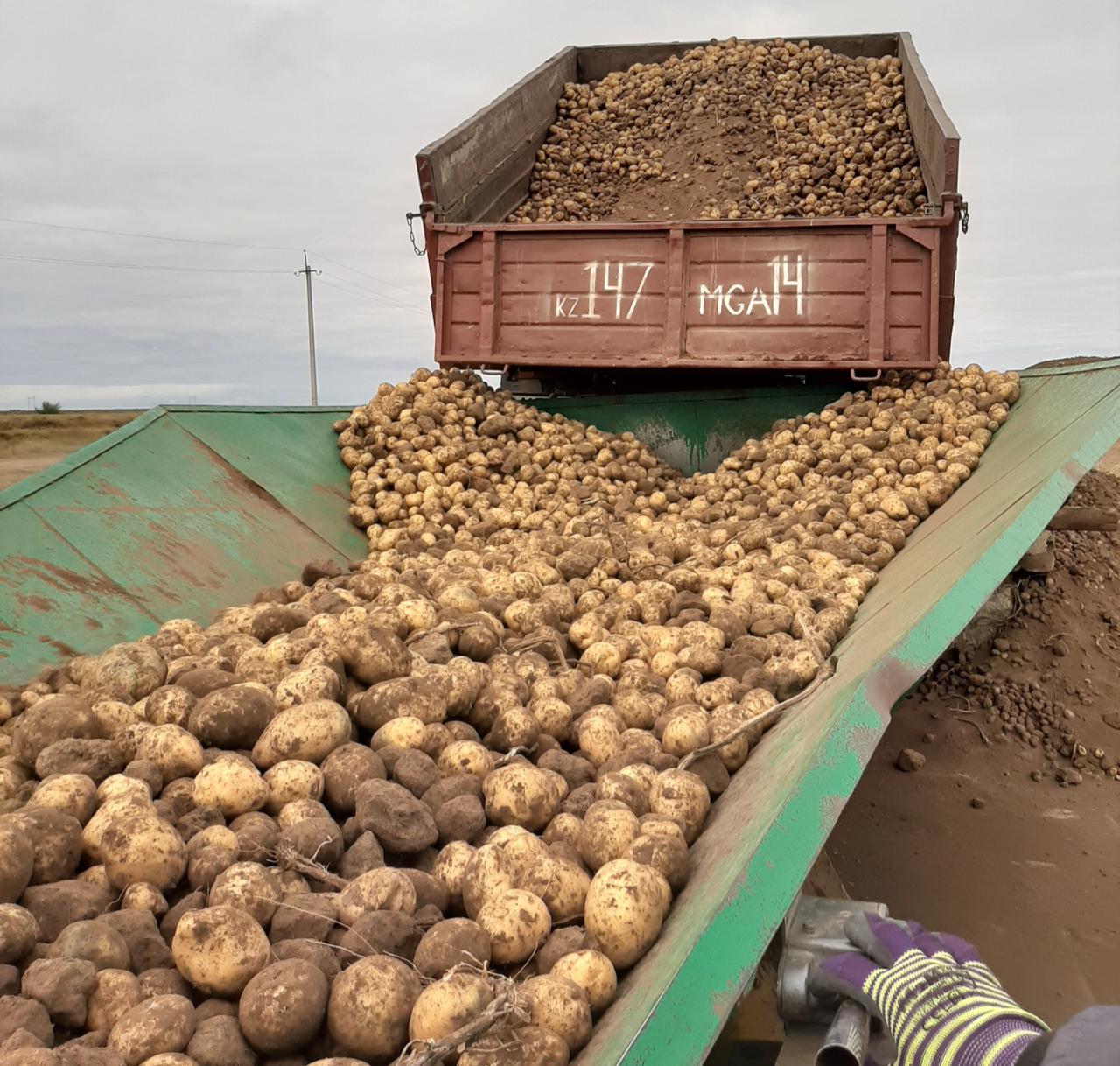 Картоп өсірушілермен меморандум жасалды