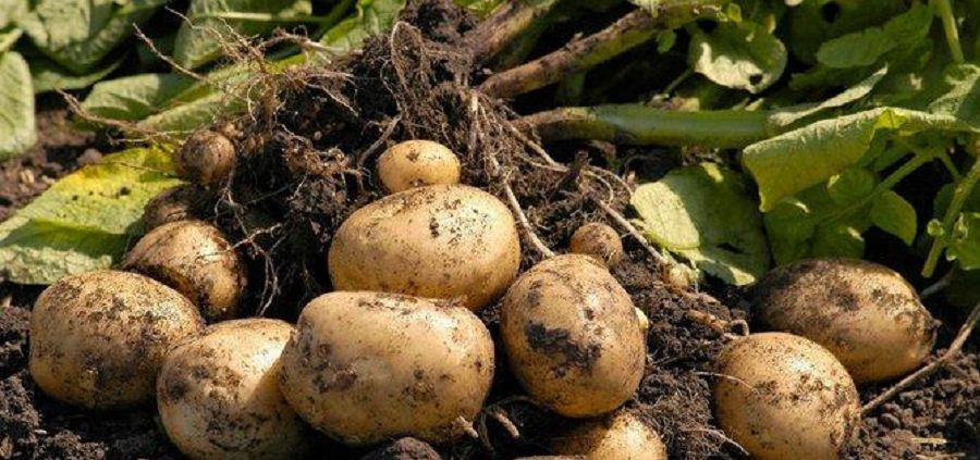 Екінші нанның қадірі есте болсыншы