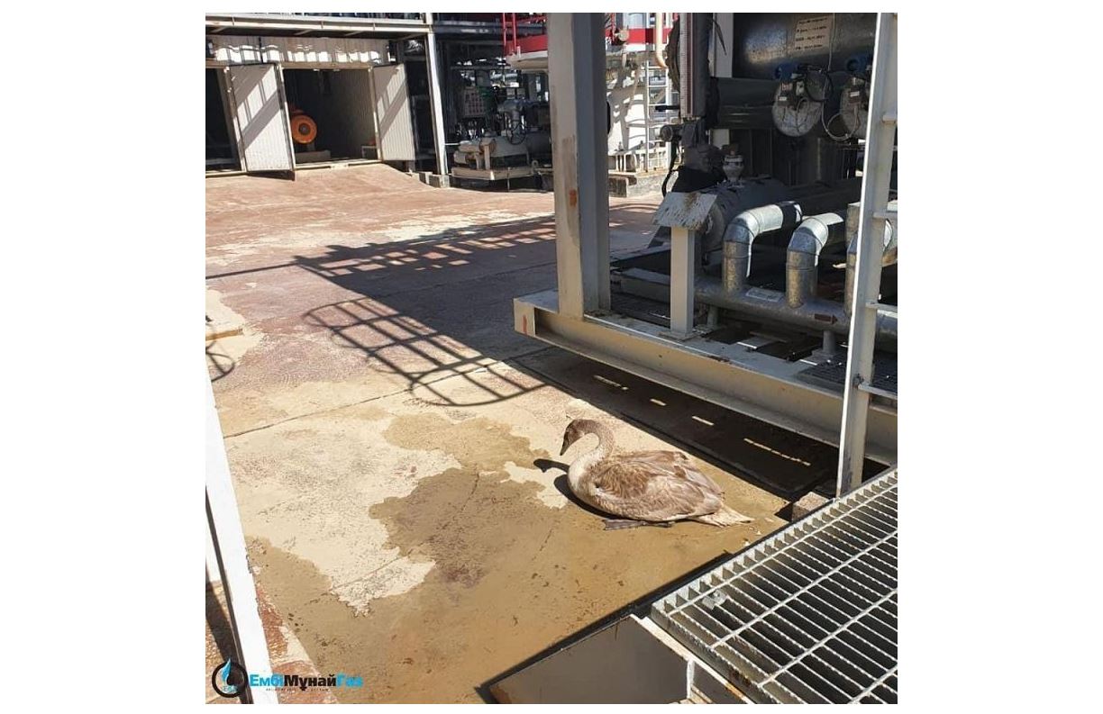 Жаралы балапан