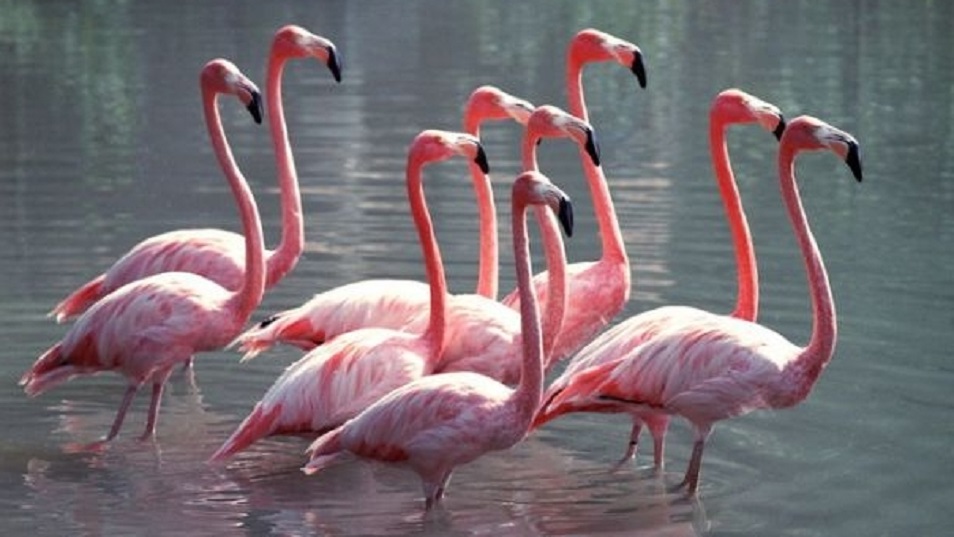 Ақтауға қоқиқаздар ұшып келді