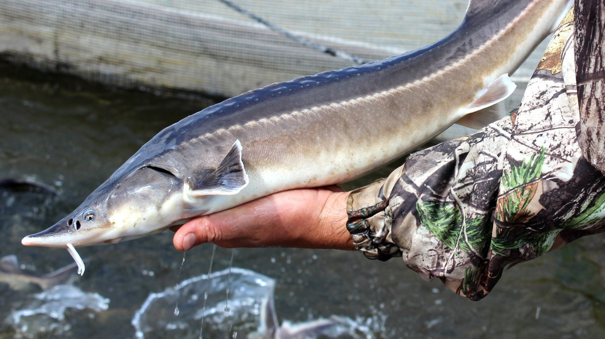 Атырау облысында жүргізуші 75 келі бекіремен ұсталды