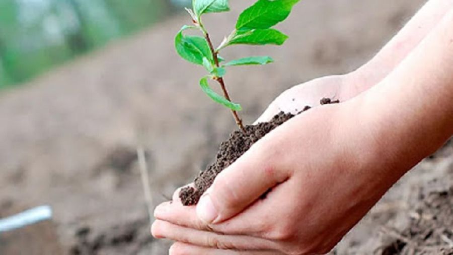 Жасыл желек жайқалса...