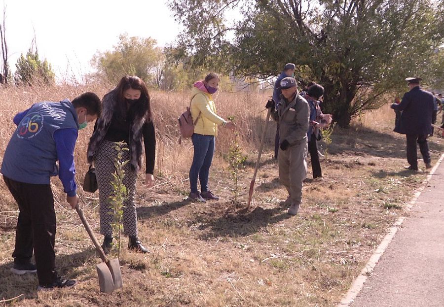Еріктілер ағаш екті