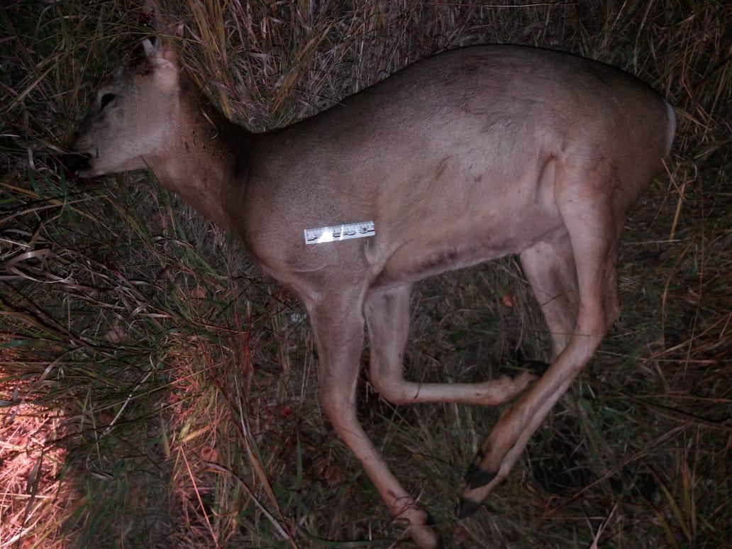 Елік атқандар ұсталды