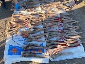 Киіктің 632 мүйізімен ұсталды