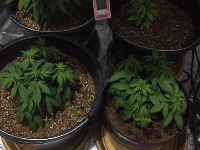 Атырауда үйінде есірткі өсірген азамат ұсталды