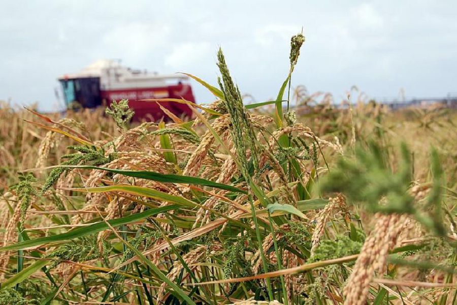 Ерегіскен екеу, егінсіз қалатын ел
