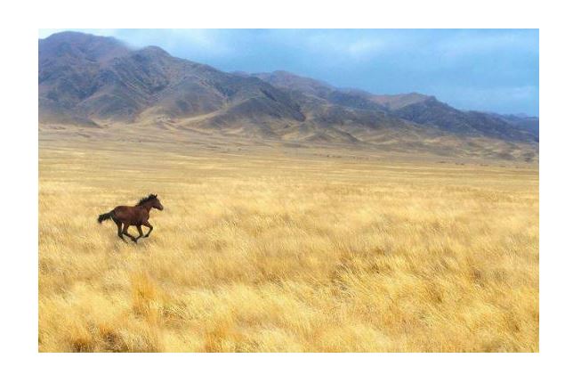 Кіндігімді кескен жұрт