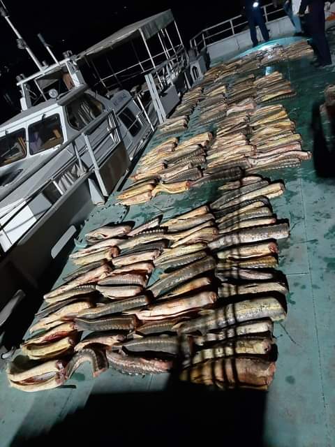 Атырауда ауыл тұрғынынан 625 келі бекіре тәркіленді