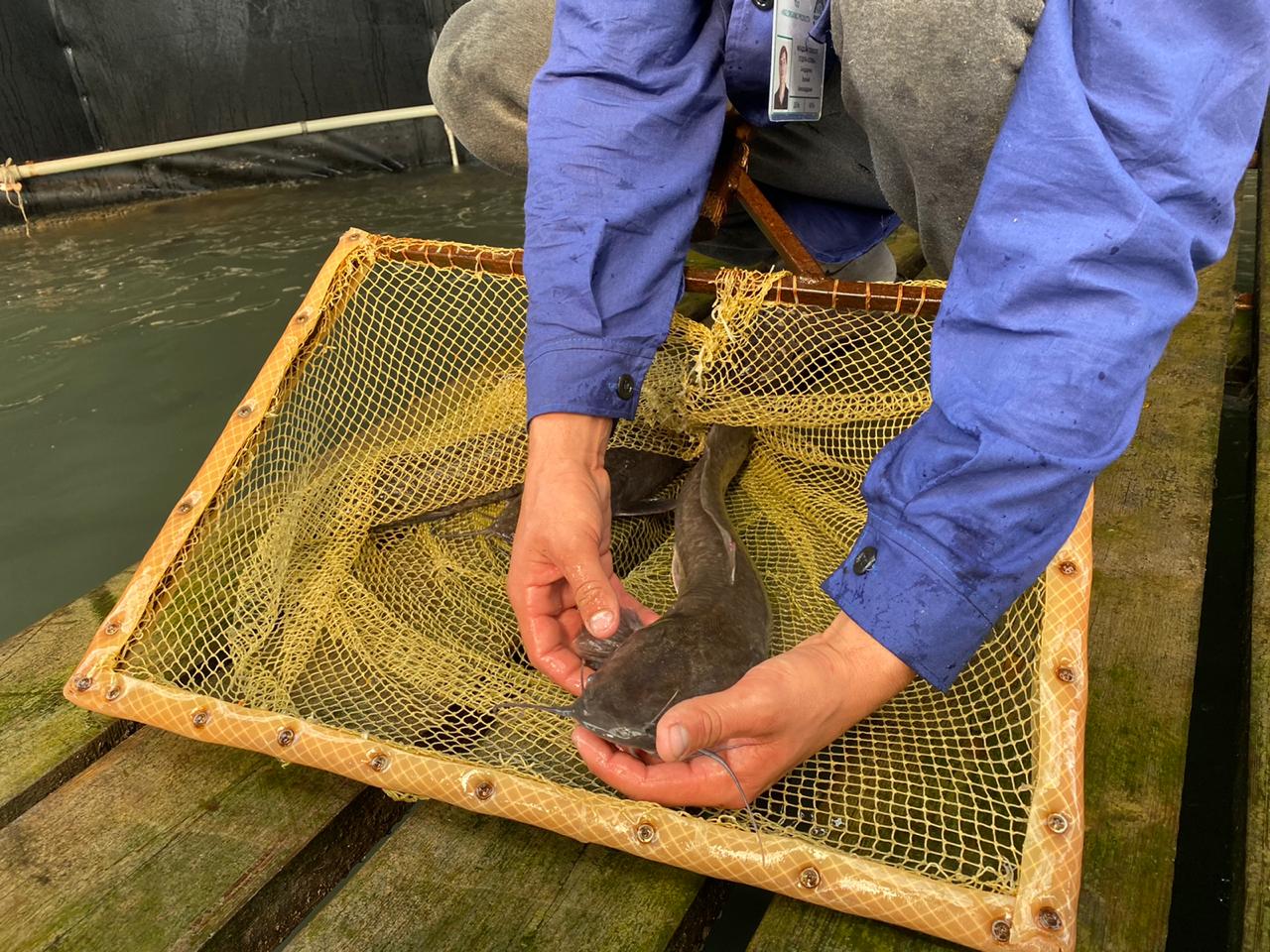 Қапшағайда өсірілген балыққа Ресейде қызығушылық жоғары