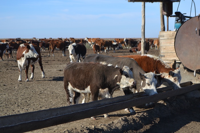 "Тіленшіде" қызу тірлік