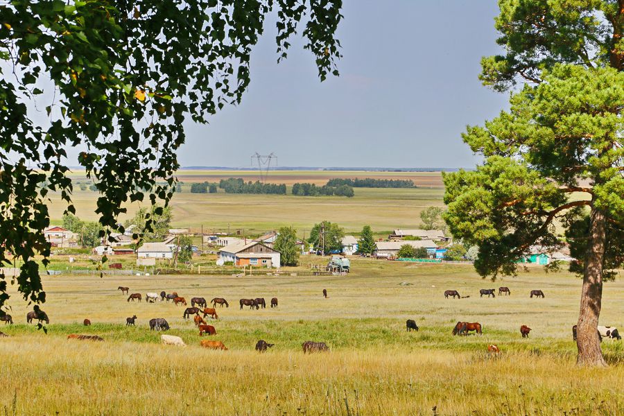 Қараусыз мал қамауға алынады