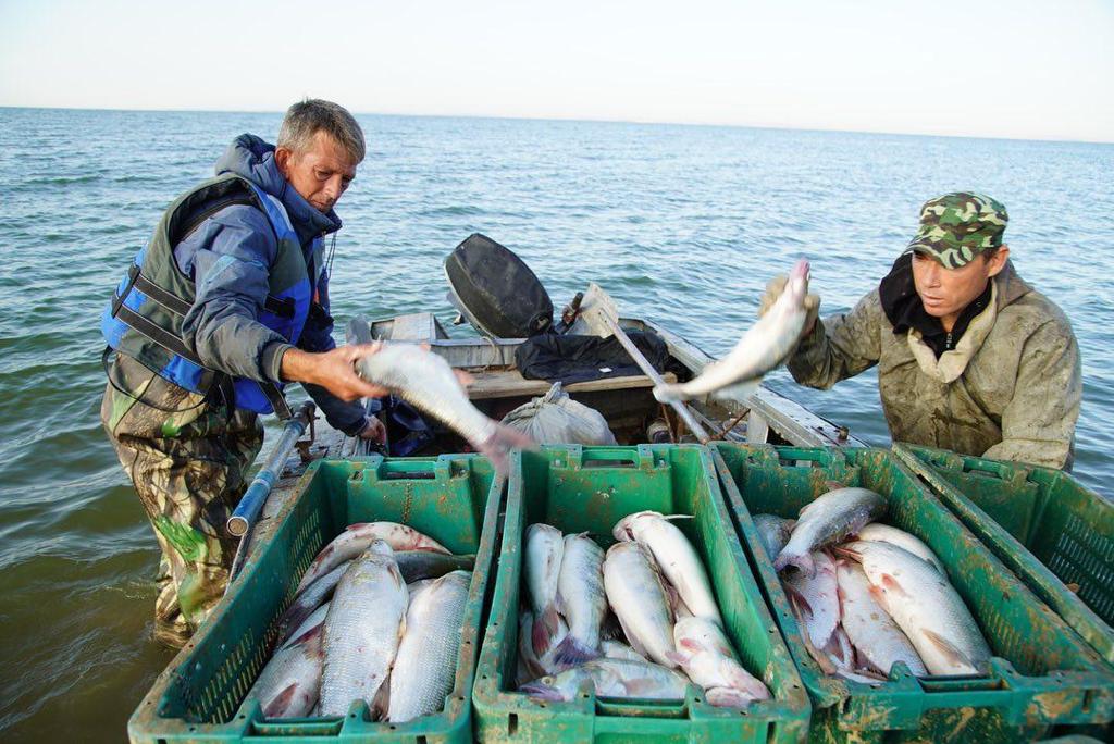 Атырау балықшылары 5900 тонна балық өнімін экспорттады