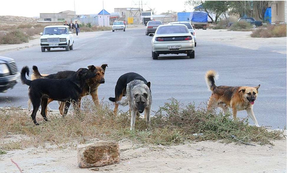 Атырауда 9 баланы ит талады
