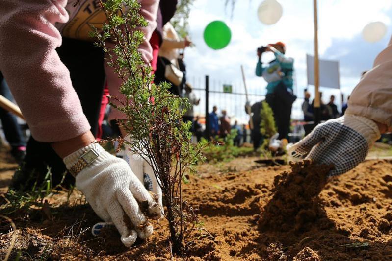 Алматыдағы Абай даңғылындағы ағаштар көшіріледі