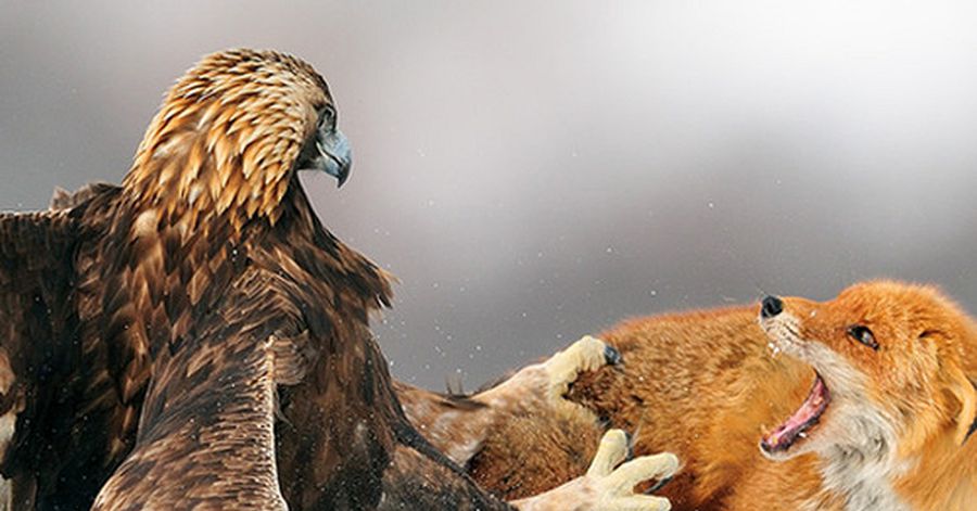 Түз тағысын тізгіндеген