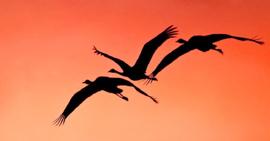 Мұңды әнін тырналардың естідің бе?