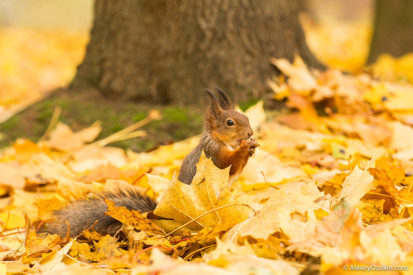 Бүгін жауын-шашынсыз ауа райы күтіледі
