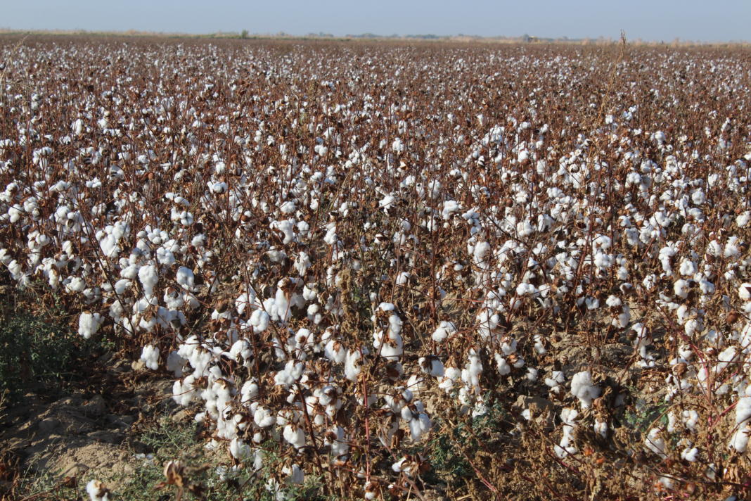 Мақта түсімі мол