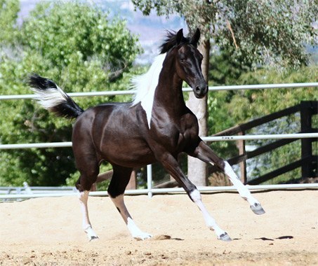 Оразбайдың мәрттігі