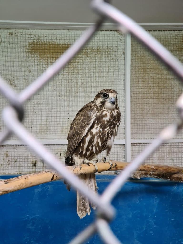 Құс аулаған қаскөйлер құрықталды