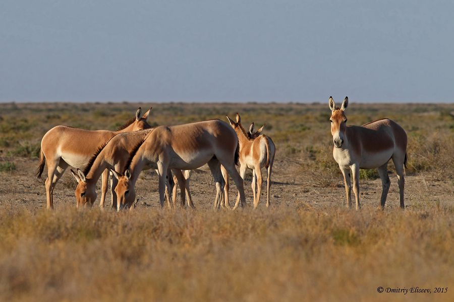 Барсакелмес – экологиялық аймақта орналасқан әлемдегі жалғыз қорық