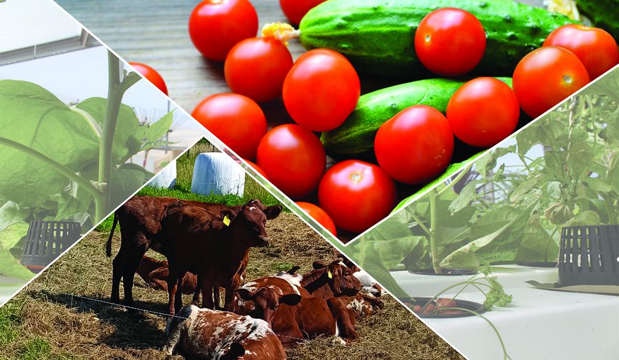 Азаматтар ата кәсіпке бет бұра бастады