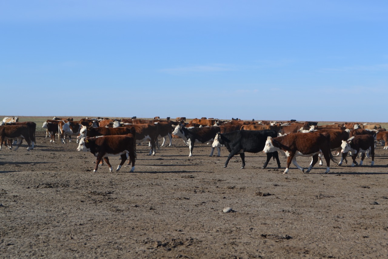 Батыс Қазақстанда етті мал шаруашылығы дамып келеді
