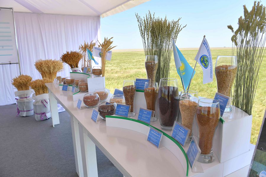 Экспорт: Бидайдың бәсі, ұнның бәсекесі жоғары