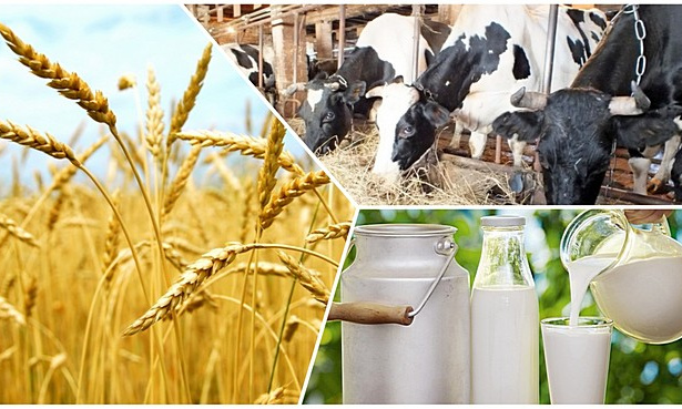 Мал бағып, дүкен ашып...