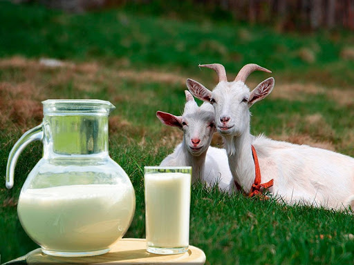 Ешкі сүті – дертке дауа