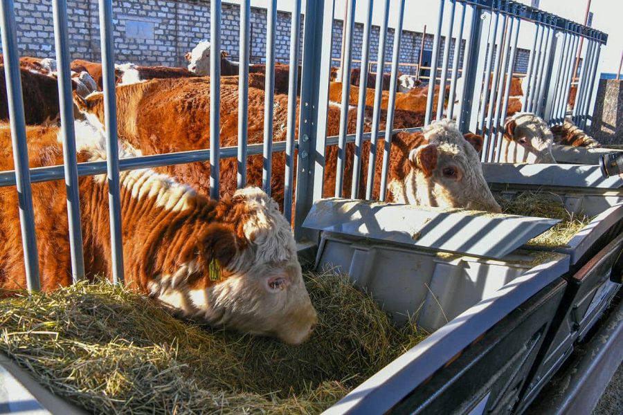 Малды жаңаша бағатын қожалық