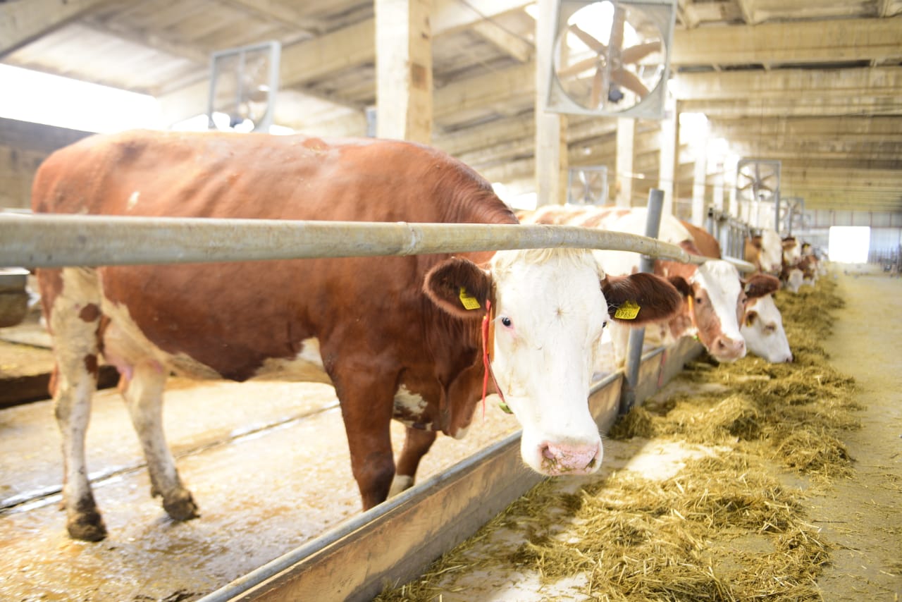 Мемлекетке масыл болғым келмейді