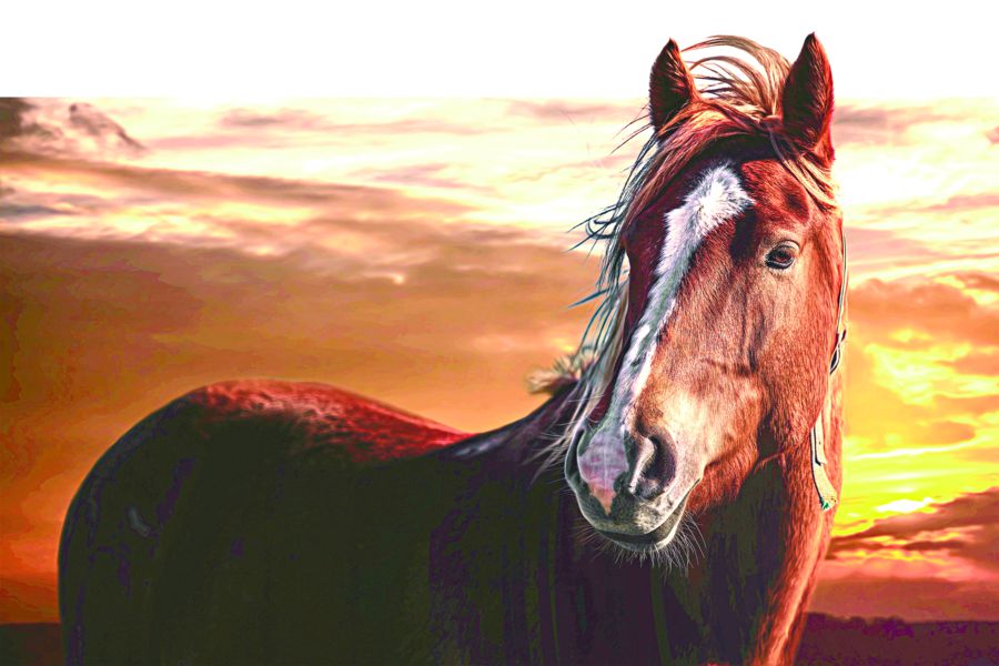 Ат әбзелдері