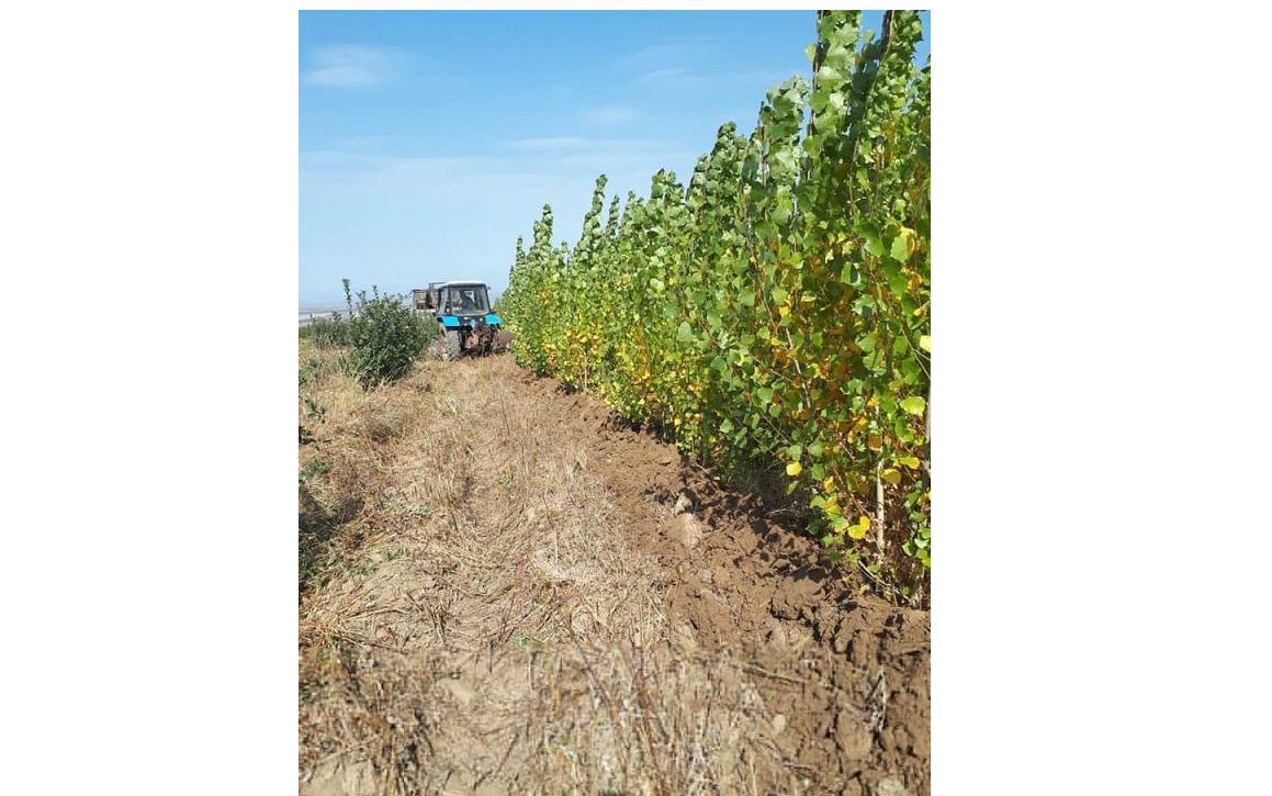 Түбітсіз терек