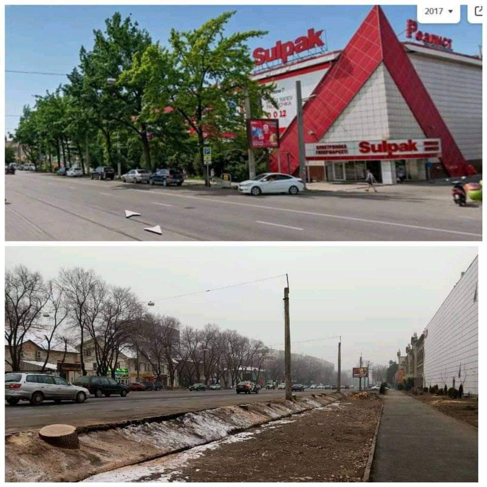 Алматы әкімдігі кесілген ағаштардың орнына 30 емен отырғызады