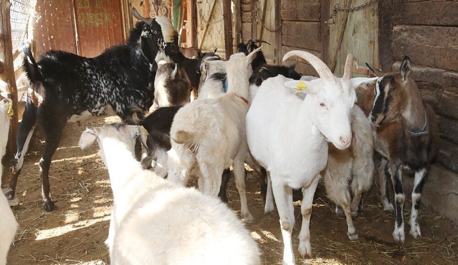 Ешкі бағып ерекше кәсіп ашқан