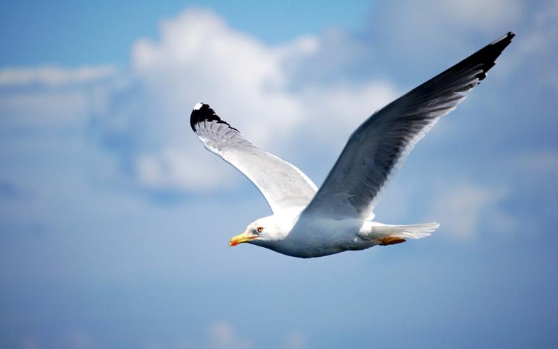 Атырауда құстардың қырылу себебі анықталды