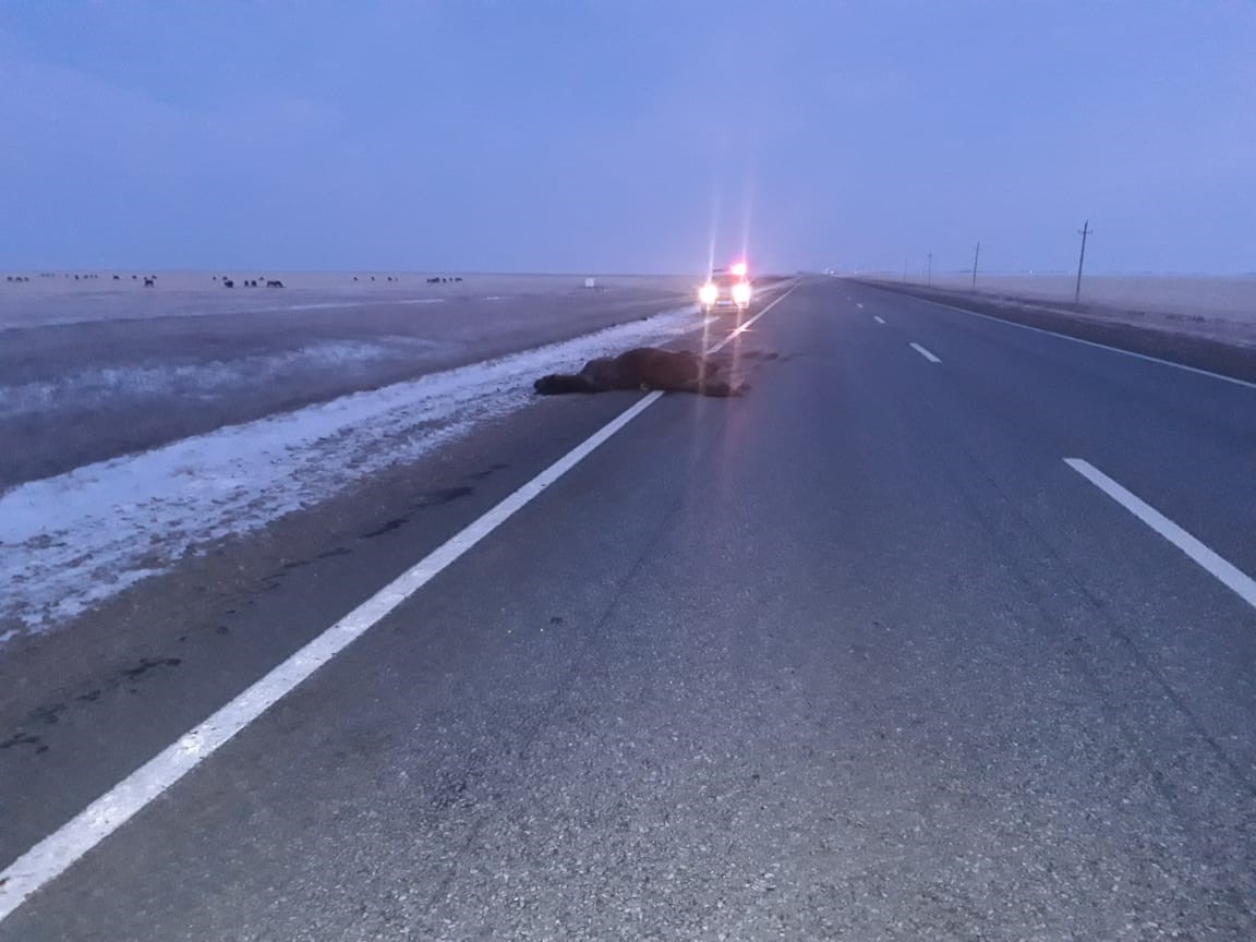 Қараусыз жылқы иесін қапы қалдырды