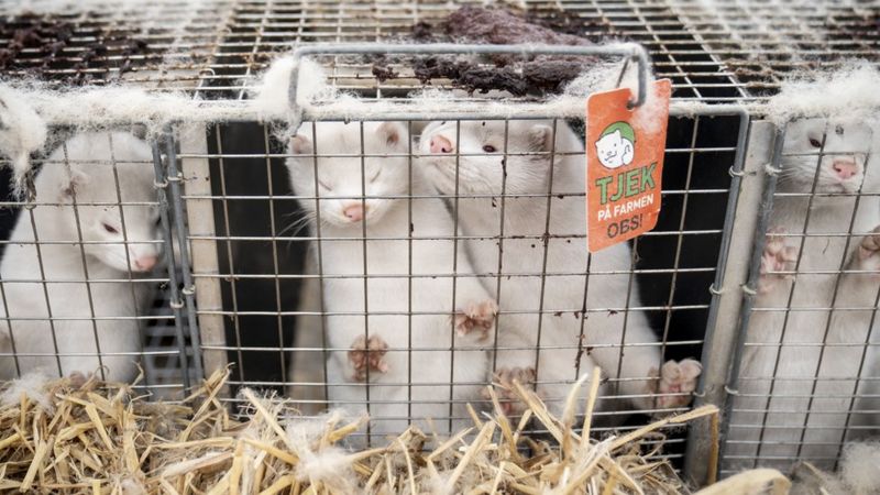 Күзенді қырған COVID-19