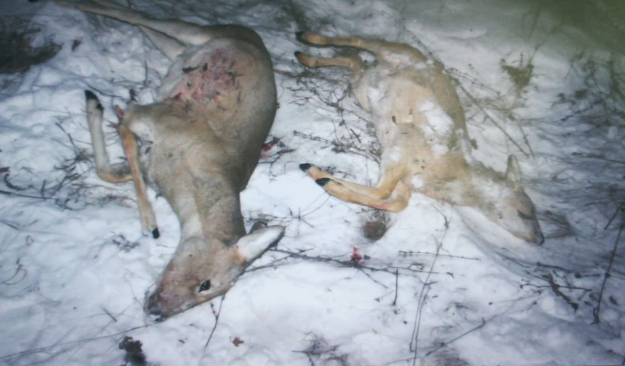 СҚО-да алты елікті атқан қаражүректер қолға түсті